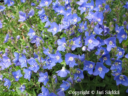 Veronica fruticans